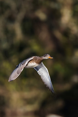 Female of Gadwall in fly. Their Latin name are Mareca strepera.