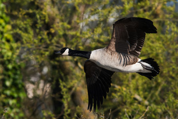 Canada Goose in habitat. His Latin name is Branta Canadensis.