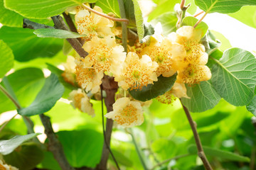 Female flowers kiwi