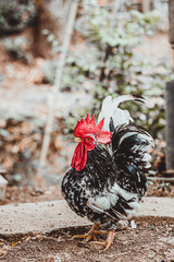 Bantam pattern of rhythmic walking on the floor
