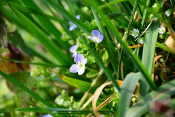 Beautiful spring flowers bloomed in the city park. Nature wakes up.