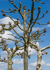 Obraz premium Chiemsee, Germany - 26 April 2015. Plane trees garden amid blue sky in spring