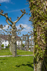 Chiemsee, Germany - 26 April 2015. Plane trees garden amid blue sky in spring