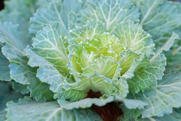 Cabbage ornamental in garden