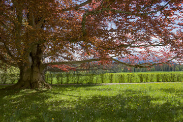 Chiemsee, Germany - 26 April 2015. Old tree with red foliage amid green garden. Beautiful summer background with tree and sky