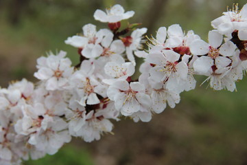 Spring flowering trees