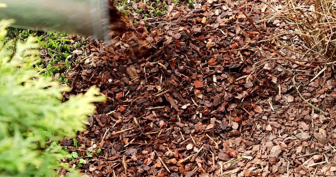 mulching garden plant bed with pine tree bark mulch