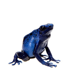 Blue Poison dart frog, Dendrobates tinctorius Azureus, on white