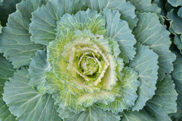 Cabbage ornamental in garden