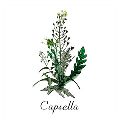 Capsella Medical herbs.