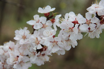 Spring flowering trees