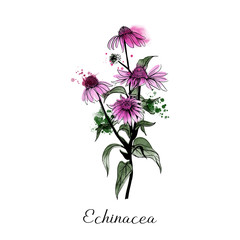 medical herbs Echinacea