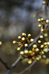 Beautiful and delicate flowers bloom in the trees.