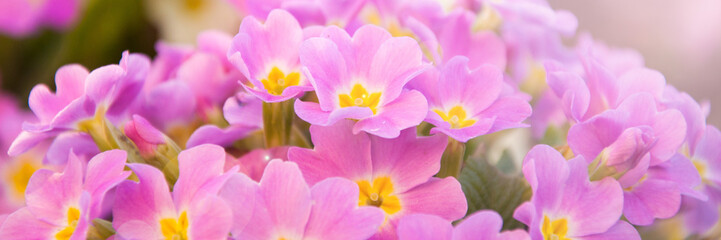 Obraz na płótnie Canvas Perennial primrose or primula in the spring garden
