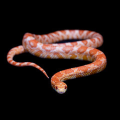Pink corn Snake, Pantherophis guttatus, on black