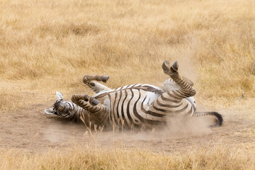 Naklejka na ściany i meble Zebra that is rolling on the ground. Ngorongoro crater, Tanzania