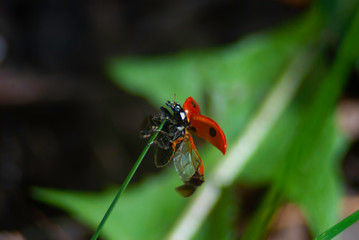 Ladybug © Paulina