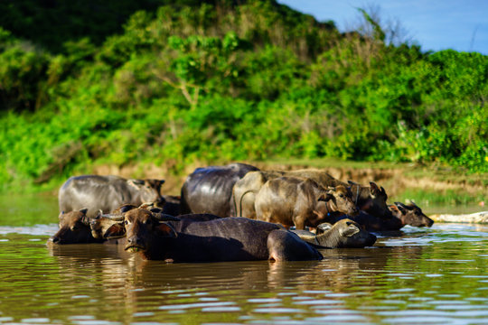 Herd of buffalo in a river, Gunung Tunak Nature Park, Kuta Mandalika, Indonesia