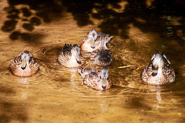 Duck family floating on the transparent lake water in the shadows of the trees. Animals in the wild