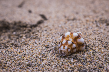 Seashell at Sayulita Beach, Nayarit, Mexico