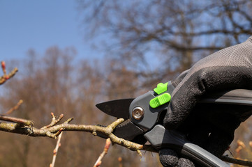Pruning branches with pruning shears. Action to take in early spring.