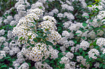 Blooming Spirea (Spiraea cantoniensis). Spirea blooms in small white flowers.