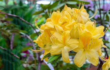 Fototapeta premium Yellow pacific rhododendron (Rhododendron macrophyllum) is a large-leaved species of Rhododendron native to the Pacific Coast of North America.