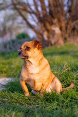 Cute dog looking into distance