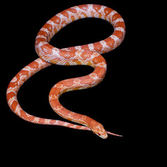 Pink corn Snake, Pantherophis guttatus, on black