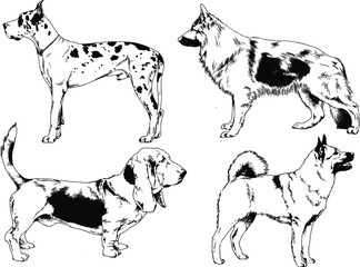 vector drawings sketches pedigree dog and cat drawn in ink by hand , objects with no background