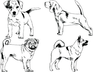 vector drawings sketches pedigree dog and cat drawn in ink by hand , objects with no background