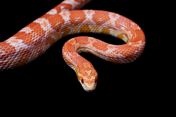 Pink corn Snake, Pantherophis guttatus, on black
