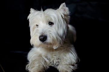 West highland white terrier