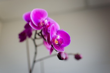 Orquídea