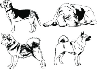 vector drawings sketches pedigree dog and cat drawn in ink by hand , objects with no background