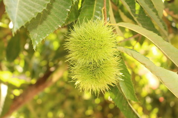 Raw "Sweet Chestnut" hedgehogs on chestnut tree branches in Crete Island, Greece. Its Latin name is Castanea Vesca.