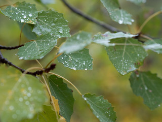 Raindrops on Green Leaves