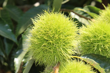 Raw "Sweet Chestnut" hedgehogs on chestnut tree branches in Crete Island, Greece. Its Latin name is Castanea Vesca.