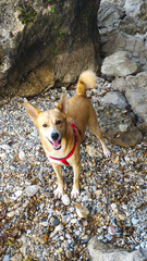 Tawny happy dog on the beach with rocks
