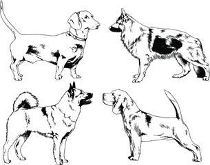 vector drawings sketches pedigree dogs in the racks drawn in ink by hand , objects with no background