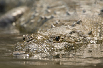 MONTES AZULES NATURAL SANCTUARY, CHIAPAS / MEXICO - MAY 17, 2019. Frontal view of an adult morelet's crocodile (crocodylus moreletii). Shot taken in a tributary of the Lacantun river.