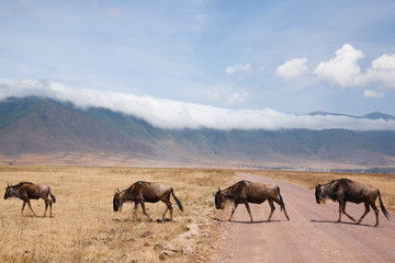 Fototapeta na wymiar Wildebeest on Ngorongoro Conservation Area crater, Tanzania