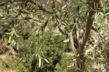 Green olive tree with olives on branch in Crete Island, Greece. 