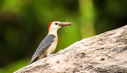 MONTES AZULES NATURAL SANCTUARY, CHIAPAS / MEXICO - MAY 16, 2019. Male golden-fronted woodpecker (melanerpes aurifrons) taking a grasshopper to his nest to feed his chicks.