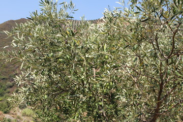 Green olive tree with olives on branch in Crete Island, Greece. 