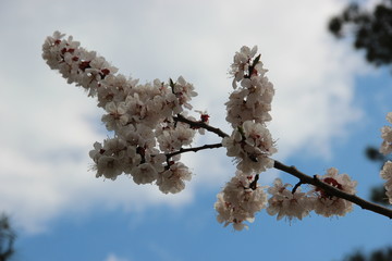 Spring flowering trees