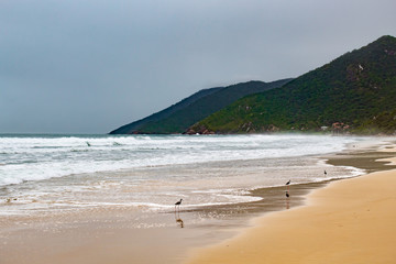 Em um dia cinzento  um bando de pernilongo-de-costas-brancas na areia da praia dos A&ccedil;ores, Florian&oacute;polis, Brasil