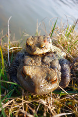 Mating frogs in spring time