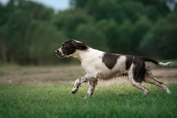 the dog runs across the field. Springer Spaniel plays in nature. Fog, morning.