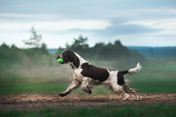 the dog runs across the field. Springer Spaniel plays in nature. Fog, morning.